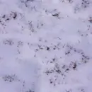 snow wallpaper
