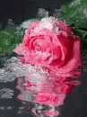 icy pink rose