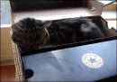Converse cat