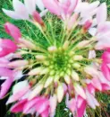 Pink Flower