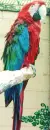 Parrot