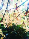 Beautiful Trees
