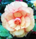 Pale Flower