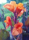 Orange Flower