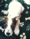 Cute  Puppy