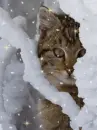 snow branch cat