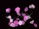 pink flowery