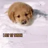 Cute Puppy