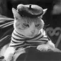 Cute Cat
