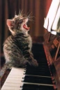 LOL Cute Cat