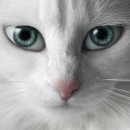 Cute Cat