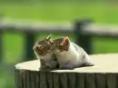 Cats together
