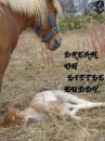 Dream On Little Buddy