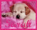 Sarah Puppy