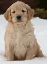 Goldendoodle puppy
