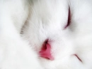 White cat sleeping.