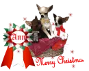 Ann's Christmas chihuahua's 