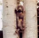 dog in a tree