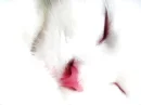 Softened white cat