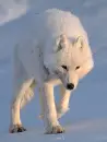 white wolf