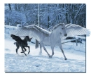 pegasuses running