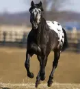 horse