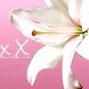 cute white flower