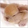 cute bunny