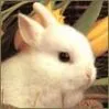 cute bunny