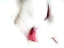 White cat napping, small.