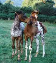 foals whispering
