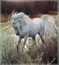 unicorn running