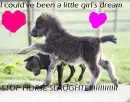 stop slaughter pony