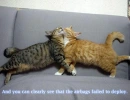Cat crash
