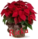 Christmas Flower - Rieka