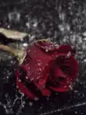 red rose,  pouring rain
