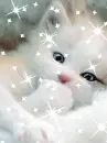 snow kitten