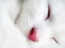 Small white kitty