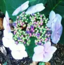 Purple Flower