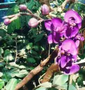 Orchid
