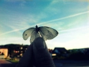 dead butterfly 