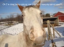 Carrot Please?