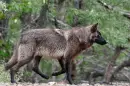 black wolf