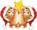 CATS WITH A STAR