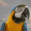 nodding parrot avatar