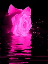 pink rose on dark waters