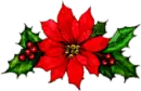 poinsettia and holly