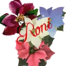 RONI'S COLORFUL POINSETTIA'S LOOPING 