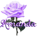 purple rose amanda