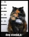 kitty most wanted